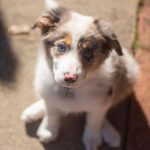 border collie puppies for sale